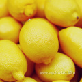 New Crop Fresh Lemon Fruits Wholesale Price